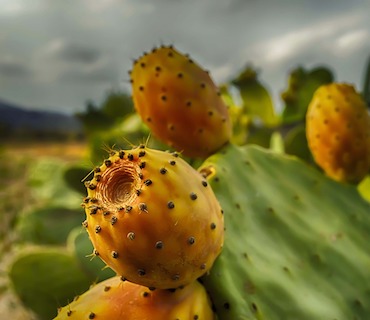 Fichi_dindia_calorie-anti