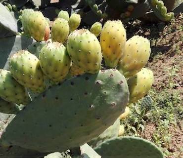 campo ficodindia frutto