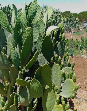 Fico D'india Coltivazione