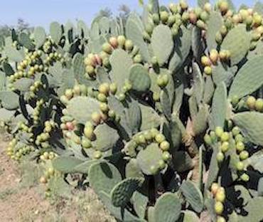 ficodindia-coltura-produttore