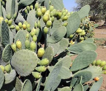 ficodindia-produce-sicilia-sancono