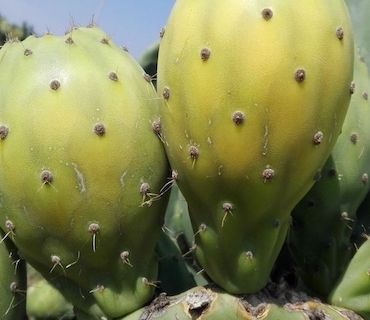 il-ficodindia_in-sicilia