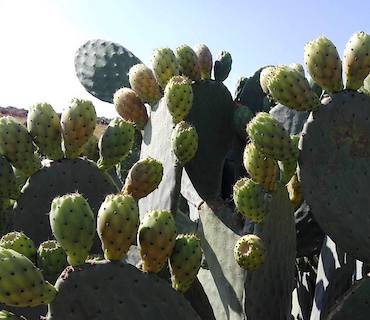 sicilia-ficodindia-mantione