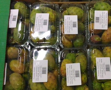 cestini-kg-ficodindia