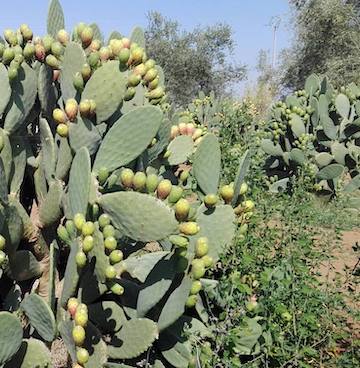 coltura-ficodindia-sancono