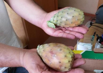 diemnsione-ficodindia-sancono