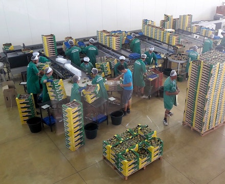 fornitore-ficodindia-grande-distibuzione-europa