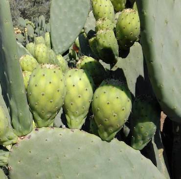 fratelli-mantione-coltivazione-ficodindia