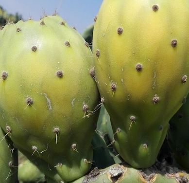 ficodindia-Caltagirone