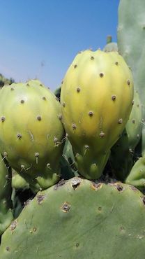 il-ficodindia_san-cono