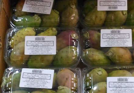 primofiore-ficodindia