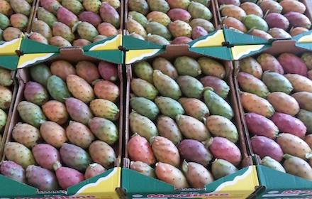 tre-varieta-focodindia-sicilia