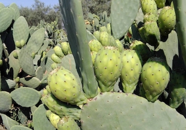 coltivazione-ficodindia-sicilia