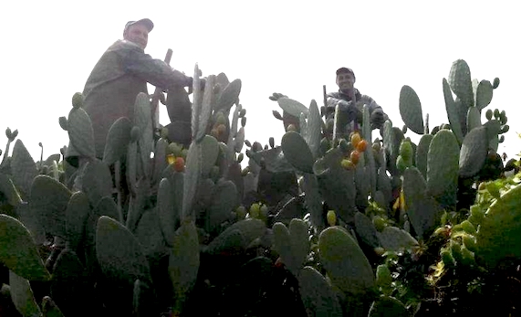 ficodindia-distribuzione