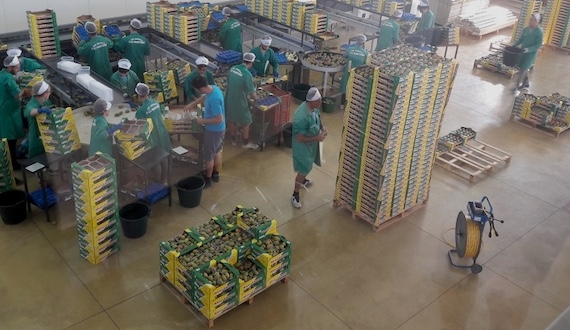 produttore-fico-dindia