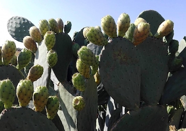 sicilia-ficodindia-coltivatore