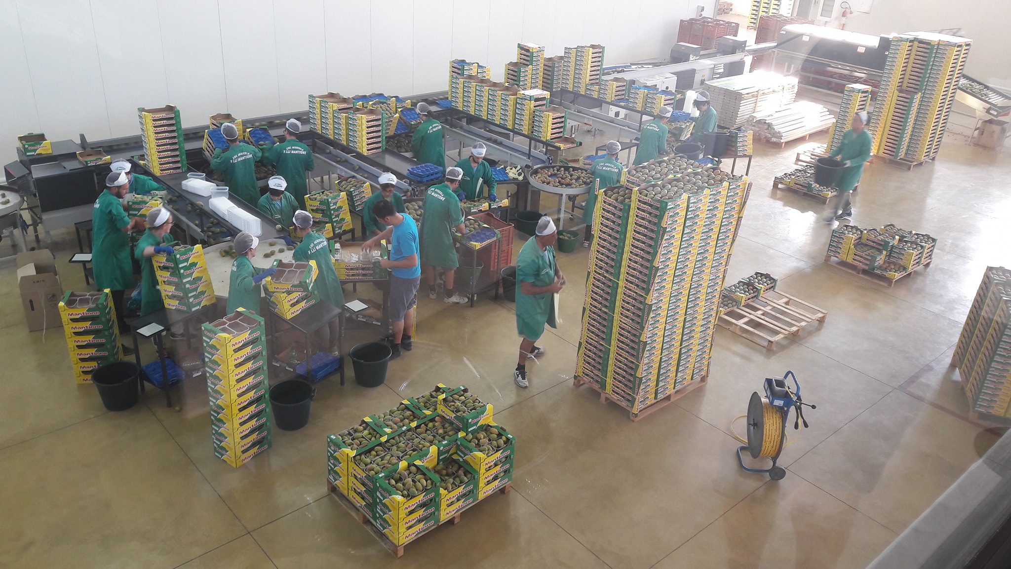 Produttore fico d'india grande distribuzione