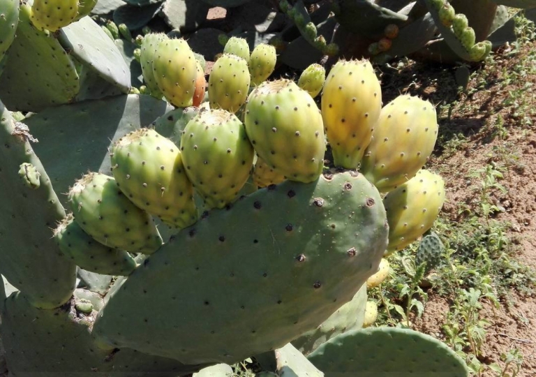campo-ficodindia